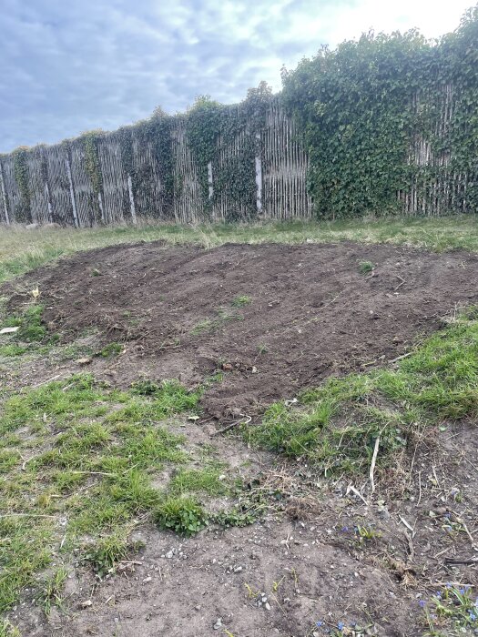 Nylagd jord och gräsmatta framför en hög trävägg täckt med klättrande växter, del av ett byggprojekt för ljudbarriär.