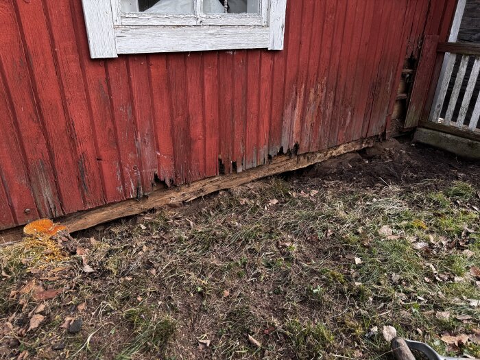 Röd träfasad på gammalt torp med delvis murkna nedersta stockar, övervägs för reparation. Trädetaljer och nedbruten gräsyta syns.