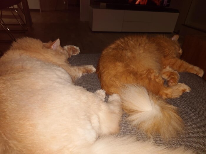 Två orangefärgade katter som ligger och sover på en grå soffa i ett vardagsrum.