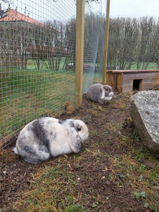 Två kaniner i en utomhusbur med nätväggar och ett trähus, en vit och grå samt en brun och vit, sitter och verkar trivas i sin nya miljö.