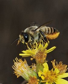 225px-Megachile_lagopoda_1.jpg