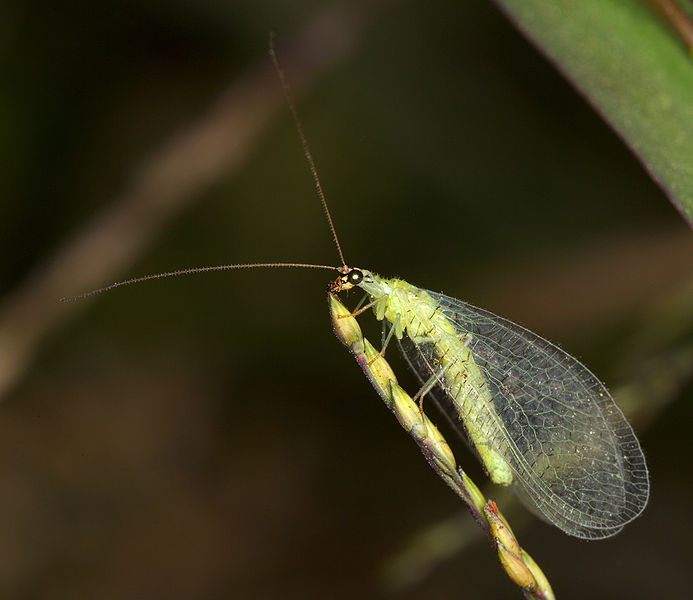 693px-Chrysopa_oculata.jpg