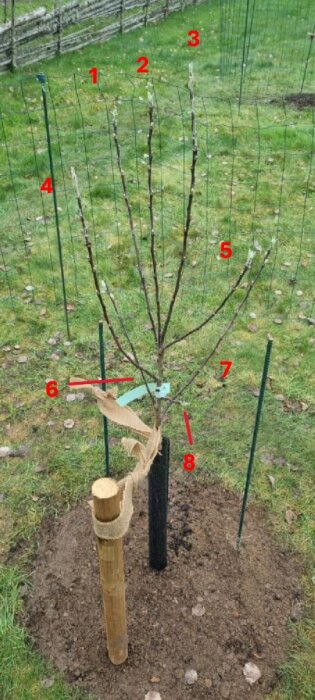 Äppelträd med åtta märkta skott, planterade i jord och omgivna av stödstolpar och nät. Skott #1, #2, #3 konkurrerar som toppskott.