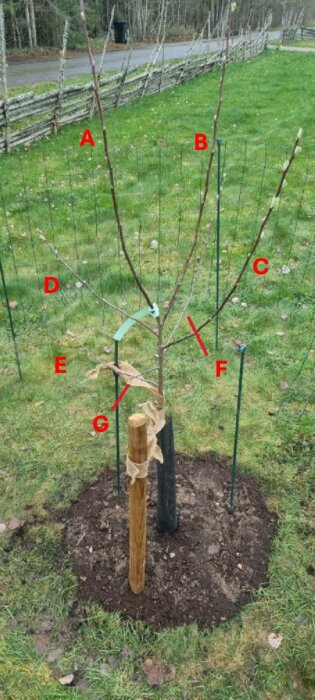 Ungt äppelträd med två huvudgrenar märkta A och B, planterat inom en cirkel av jord och stödribbor i en gräsbevuxen trädgård.