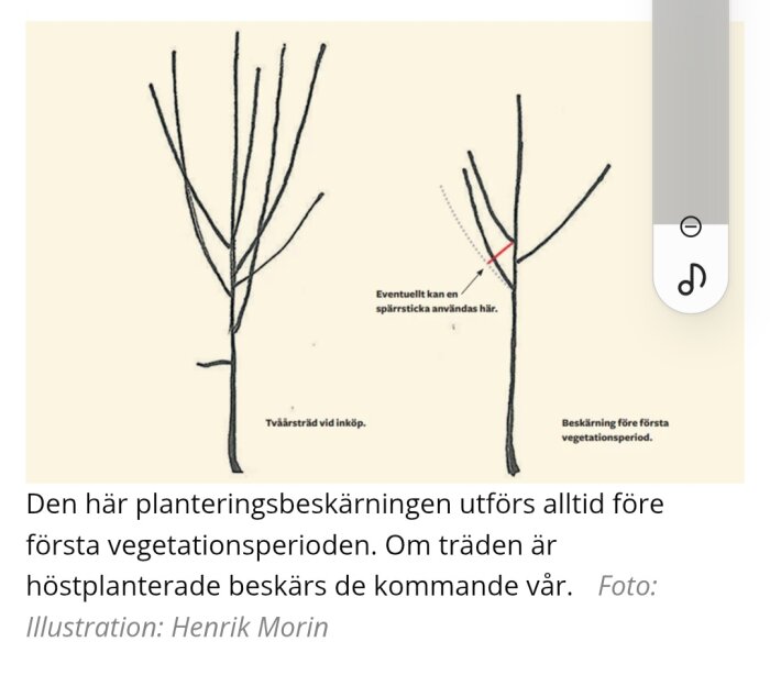 Illustration av beskärningsteknik för tvååriga träd, visar användning av en spjärrsticka och beskärning före första vegetationsperioden.