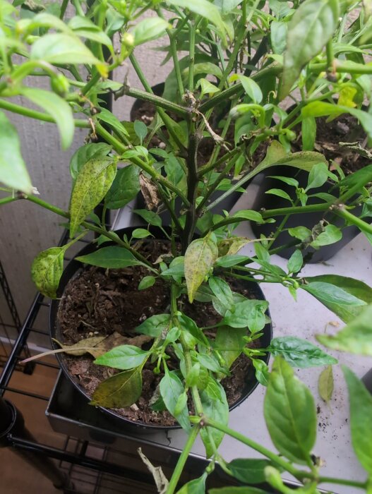 Chiliplanta med bleka och svartprickiga blad i kruka, stående under växtbelysning.