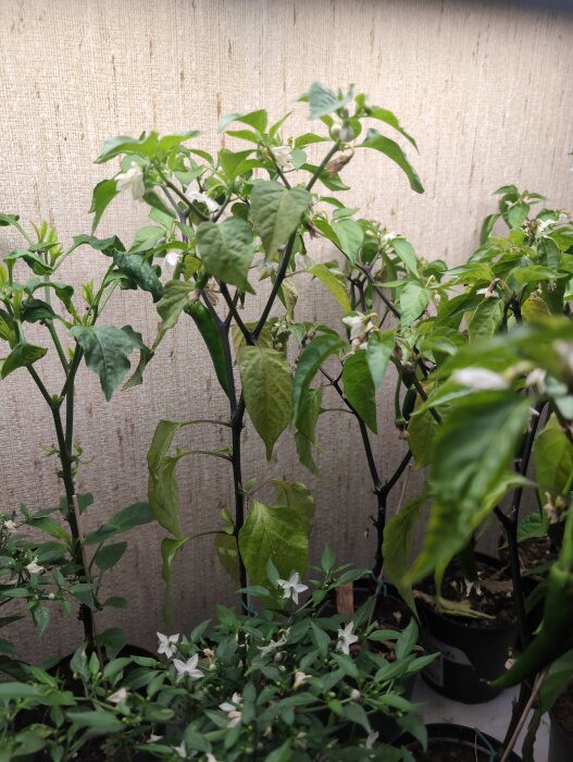 Chiliplantor med blommor och blekgröna blad med några svarta prickar, under inomhusväxtbelysning.