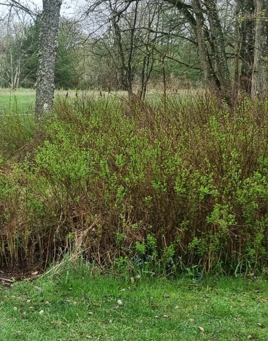 En tät buske med gröna blad i utkanten av en gräsmatta, omgiven av träd i bakgrunden.