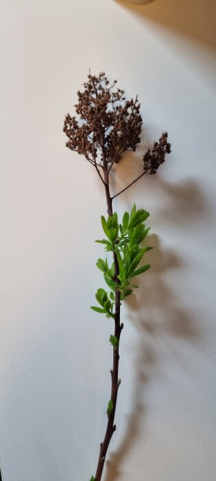 Brun kvist med gröna knoppar och torkade blomklasar, mot vit bakgrund.