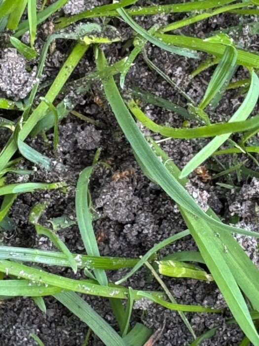 Gulaktiga myror på en gräsmatta med små kullar av jord och gröna grässtrån.