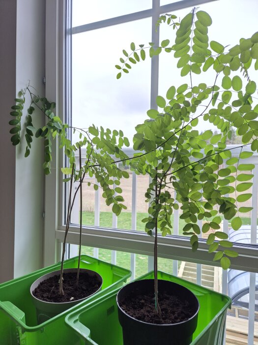 Två Robinia trädplantor i krukor vid ett fönster. De har smala stammar och är uppstöttade med pinnar, med gröna ovala blad.
