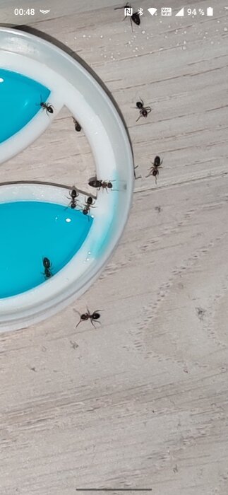 Myror samlade runt en plastbehållare med blå vätska på ett ljus träbord.