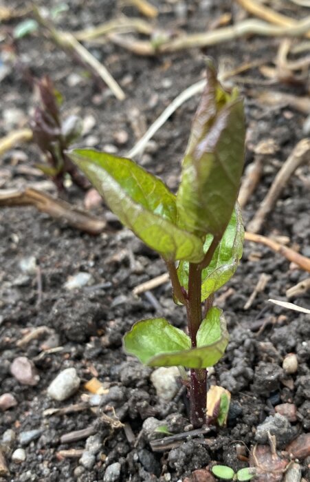 Närbild av en planta med gröna blad som växer i jord, osäker om det är ogräs.