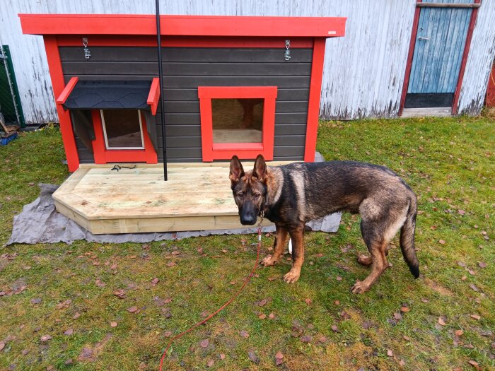 Hundkoja med röda och svarta detaljer, och en hund framför.