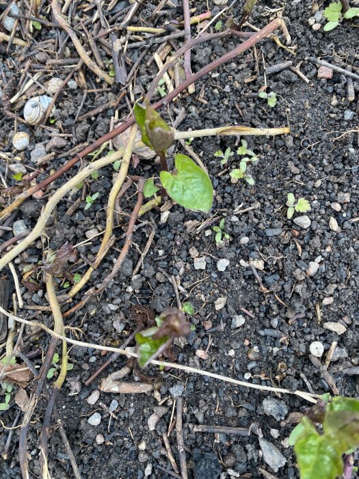En liten planta med gröna blad som växer ur jorden, omgiven av torrt gräs och småstenar.