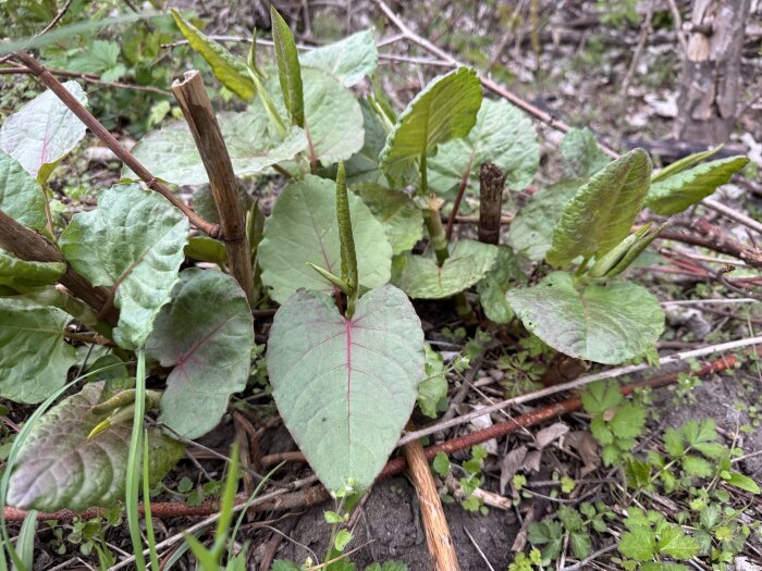 Parkslideplantor i Skåne med gröna blad och rödaktiga stjälkar, omkring 30 cm höga, omgivna av annan växtlighet.