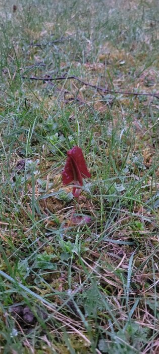 En liten brun svamp växer bland grässtrån på en fuktig och mossig mark i Stockholm.