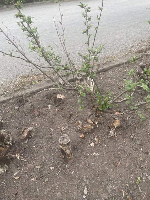 Plantering med grenar, vissa med gröna blad, och flera ruttna stubbar vid en vägkant.