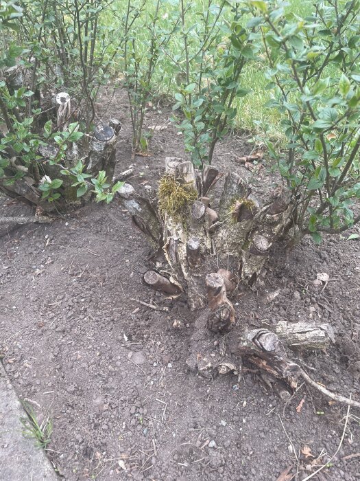 Grov grenstam med sparsamt lövverk, viss ruttnad. Resten av häckplantorna med tätare bladverk i bakgrunden, planterade i jord.