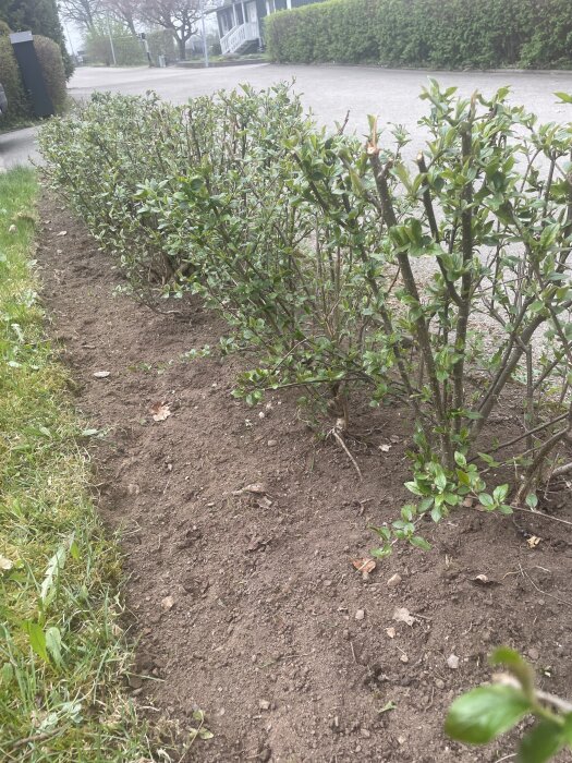 Häckplantor med gröna blad längs en stig med bar jord vid rötterna, omgivna av gräs och en trottoar i ett bostadsområde.