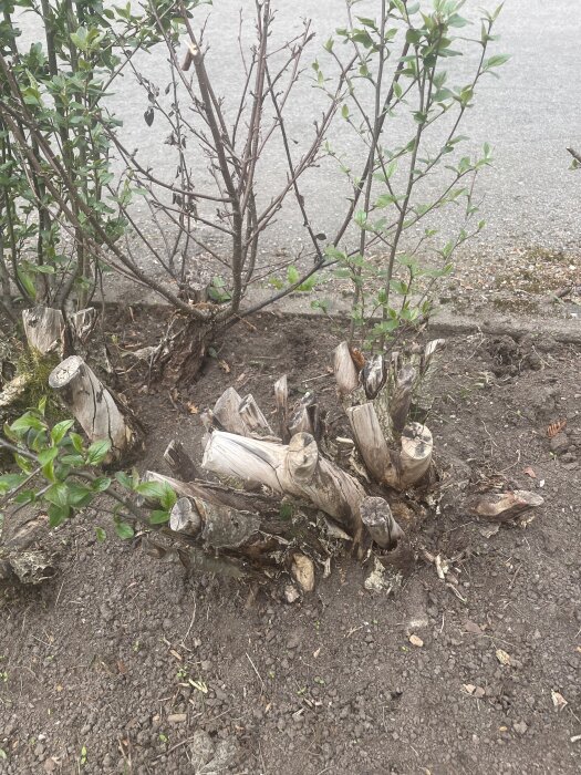 Häck med grova avkapade grenar och några gröna blad i jordnära miljö.
