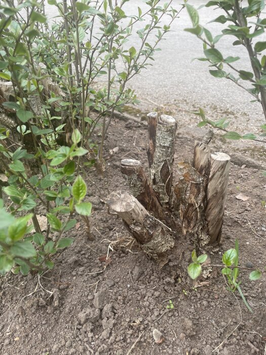Närbild på häck med grova, delvis ruttna grenar utan löv och några nya gröna skott som spirar från basen i jordnära miljö.