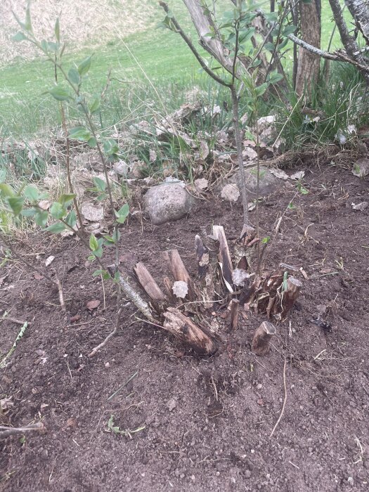 Ung häckplanta med grova, avbrutna grenar i jord; några skott har blad, omgiven av gräs och stenar.