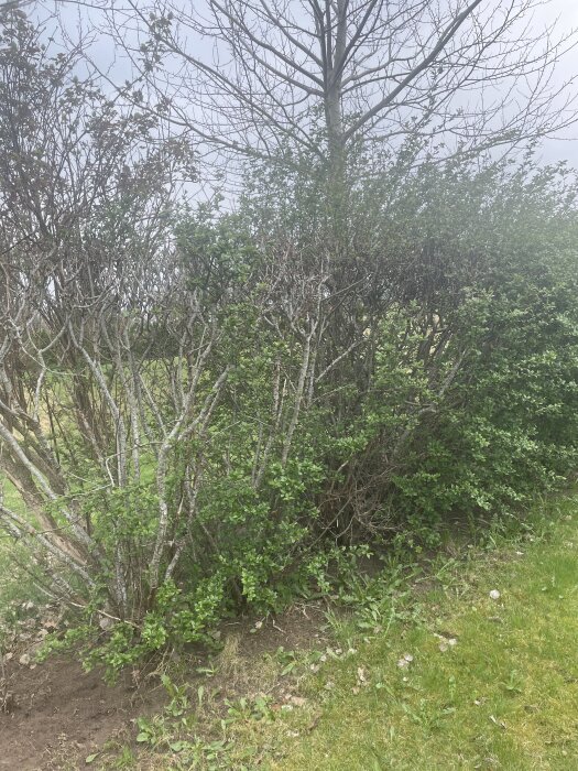 Grön häck med en del grå och kala grenar, några grenar blommar sparsamt, fotograferad i en trädgårdsmiljö.