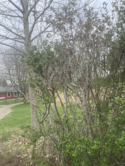Häck med grenar och delvis gråaktiga blommor, omgiven av träd och grönska. Huset och väg syns i bakgrunden.