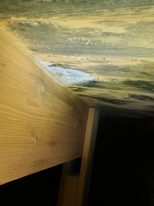 Mögelpåväxt på undersidan av ett tak av trä, synlig i ett vindsutrymme ovanför badrum/bastu i en 70-talsvilla.