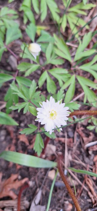 Dubbel vitsippa i full blom omgiven av gröna blad och jordig mark.