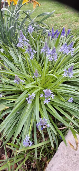 Blommande italiensk blåstjärna med lila blommor och smala gröna blad i en trädgård.