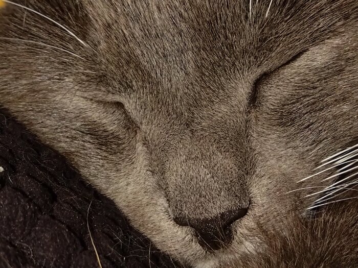 Närbild av en sovande grå katt, där dess nos och stängda ögon syns tydligt. Pälsen ser mjuk och fluffig ut.