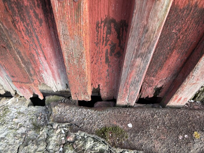 Ruttna träpaneler längst ner på en gammal ladugårdsfasad med synlig fuktskada och sprickor.