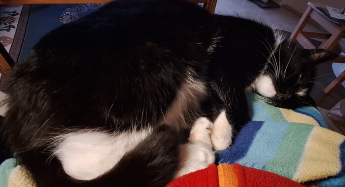 Svartvit katt sover på färgglad filt i ett rum.