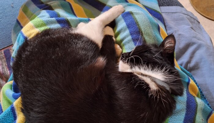 Svart och vit katt sover på en färgglad filt.