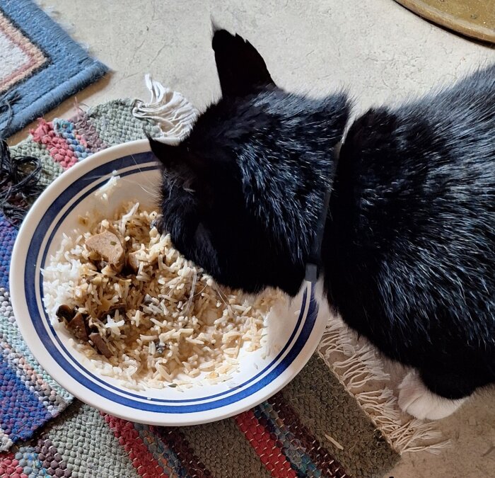 Svartvit katt äter kycklinggryta med ris från en tallrik på mattan.