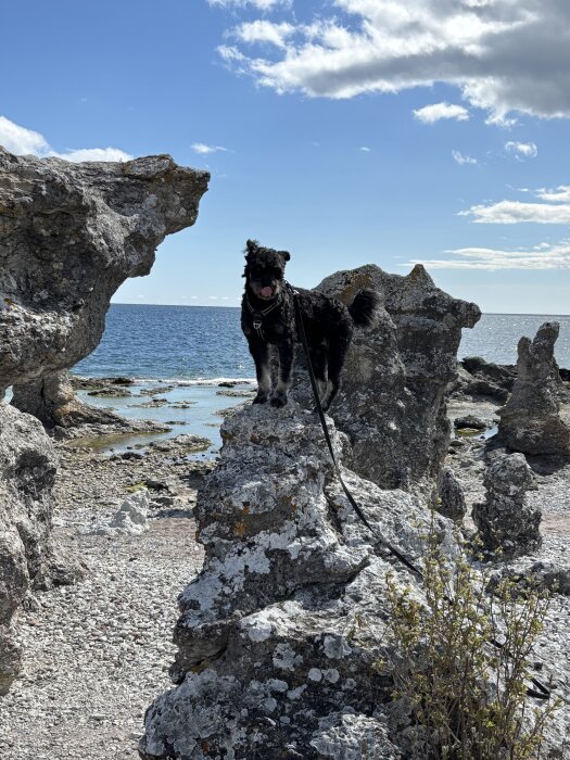 Svart hund på koppel står på klippa vid strand med havet och blå himmel i bakgrunden. Klippor och växtlighet syns runt omkring.
