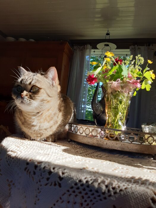 En katt ligger på ett bord bredvid en vas med färgglada blommor i solskenet.