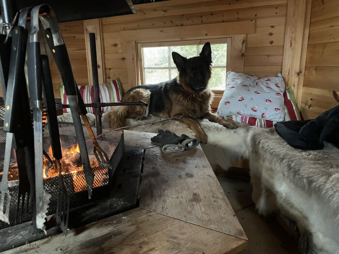 Hund ligger på en bänk med fårskinn och kuddar i en trähytt bredvid en brasa med grillredskap.