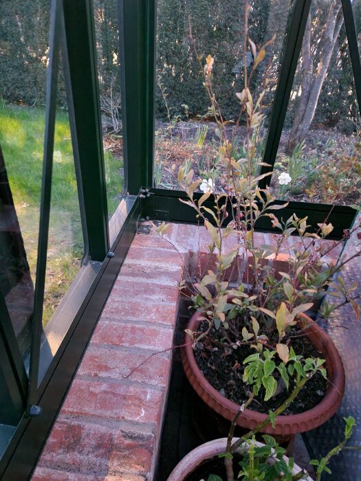 Växter i krukor bredvid tegelvägg inuti växthus, med buskar och träd utanför glasstrukturen.