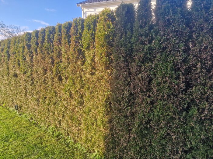Häck av smaragdthuja med missfärgade och brunaktiga partier, står mot en bakgrund av blå himmel och ett hus.
