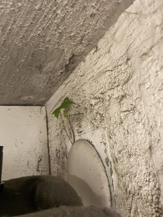 Vinranka som växer genom ett ventilationsgaller in i ett hus med vit och skrovlig vägg i bakgrunden.