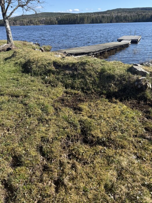 Gräsmatta med gropar och vattenansamlingar nära en sjö, brygga i bakgrunden.
