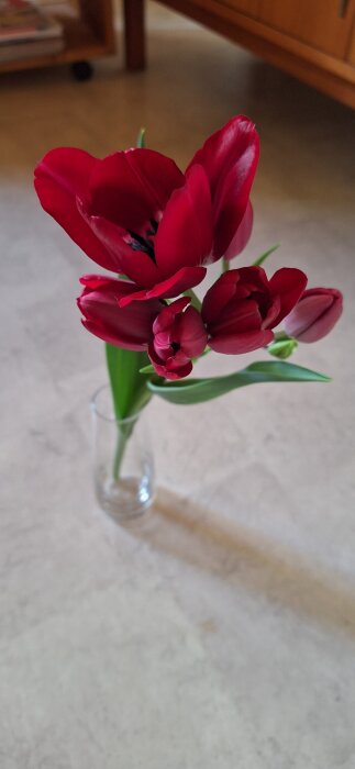 Tulpanbukett med sju blommor på en stjälk, placerad i en glassvas på ljus yta.