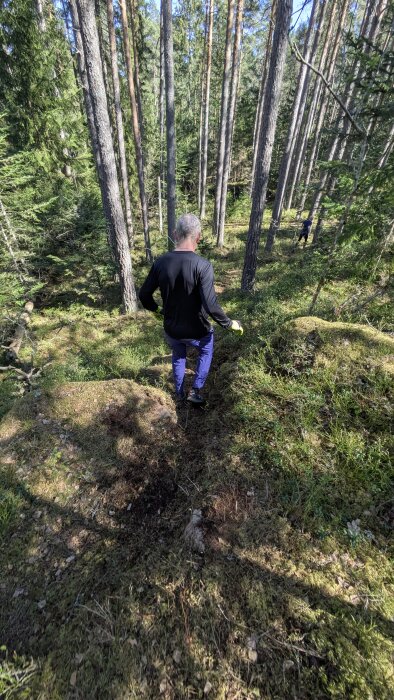 Person promenerar genom en skog med höga tallar och grönskande mark under en solig dag.