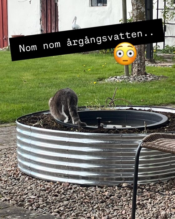 Katt som dricker vatten från en stor zinkbalja i trädgård, med texten "Nom nom årgångsvatten" och en överraskad emoji ovanpå bilden.