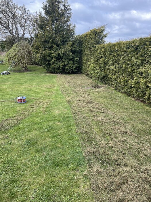 Vertikalskuren och toppdressad gräsmatta med skugga från träd och häckar i trädgårdsmiljö.