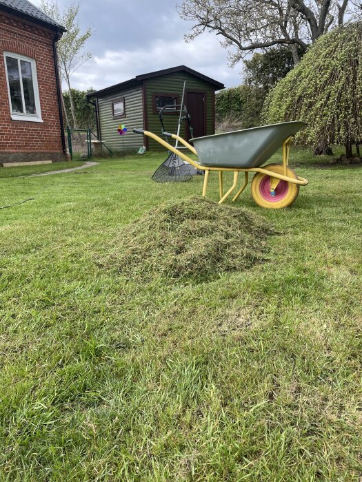 Gräsmatta med hög av klippt gräs bredvid en skottkärra och kratta, trädgårdsskjul i bakgrunden.