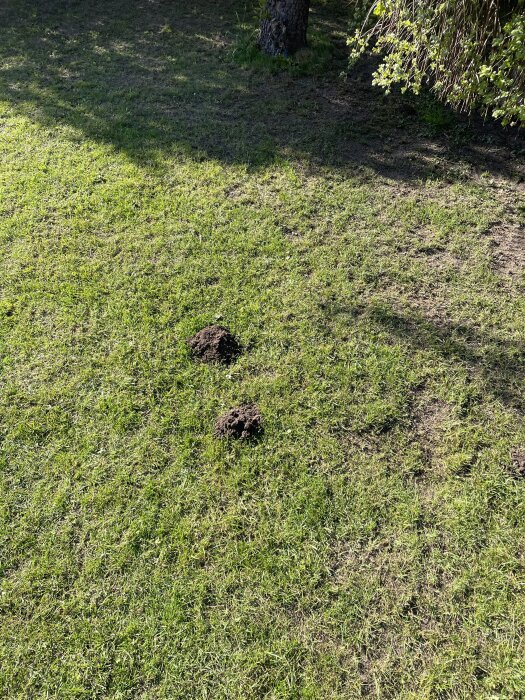 En gräsmatta med två jordhögar efter vertikalskärning och toppdressing, skugga från träd i bakgrunden.